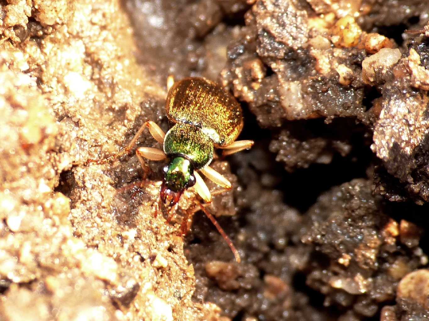 Chlaeniellus? No. Agonum marginatum